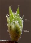  Female Capitulum-Involucre